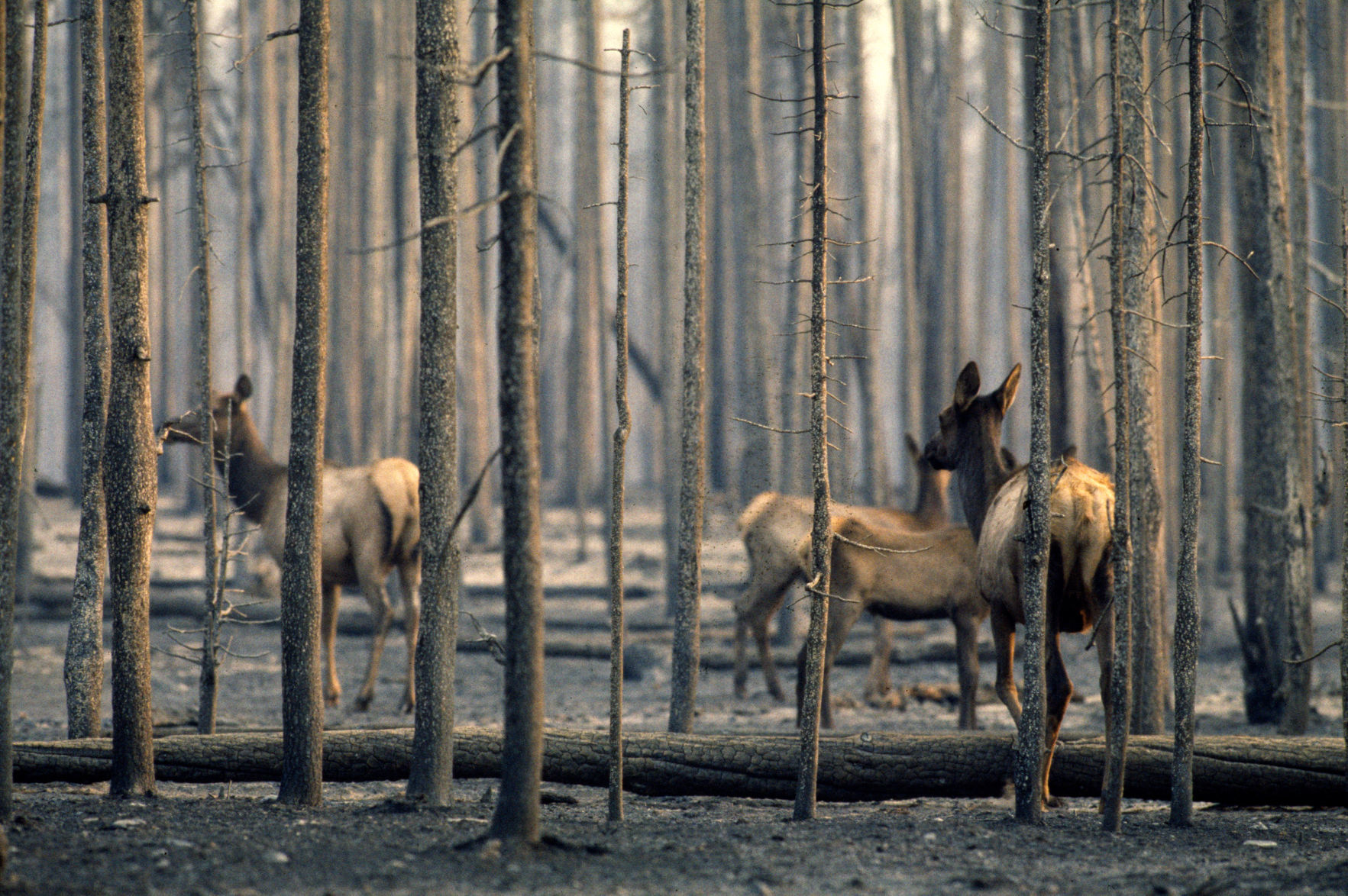 Elk walk through a burned area in Yellowstone National park